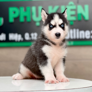 Husky Siberian - Màu Đen Trắng (MS 06)