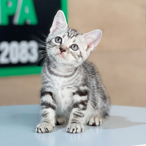 Anh Lông Ngắn - Màu Tabby Silver (MS 06)