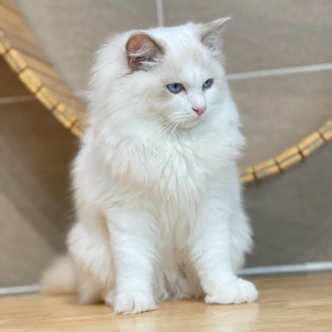 Mèo Ragdoll - Màu Blue (MS 01)