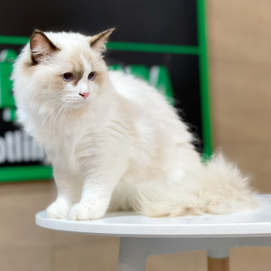 Mèo Ragdoll - Màu Blue (MS 04)