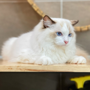 Mèo Ragdoll - Màu Blue (MS 05)