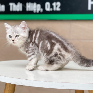 Anh Lông Ngắn - Màu Tabby Silver (MS 04)