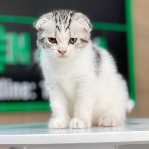 Mèo Tai Cụp - Màu Tabby Halerquin (MS 01)