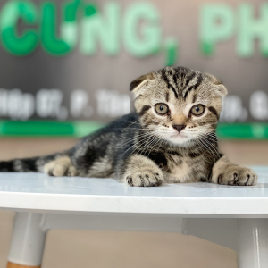 Mèo Tai Cụp - Màu Tabby Brown (MS 01)