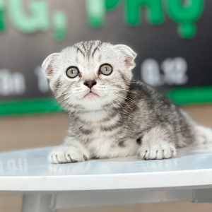 Mèo Tai Cụp - Màu Tabby Silver (MS 01)