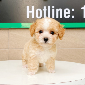 Poodle Tiny - Màu Bò Mơ (MS 01)