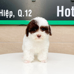 Poodle Tiny - Màu Bò Sữa (MS 01)