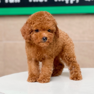 Poodle Tiny - Màu Nâu (MS 04)