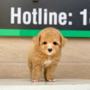Poodle Tiny - Màu Mơ (MS 01)