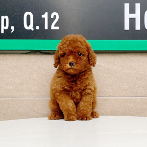 Poodle Tiny - Màu Nâu (MS 01)
