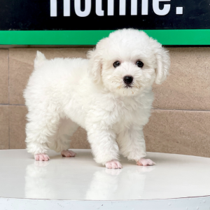 Poodle Toy - Màu Trắng (MS 01)