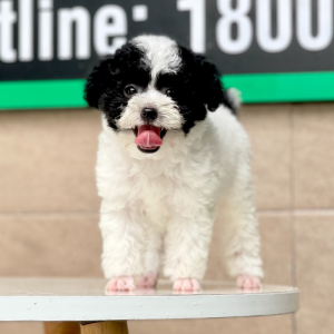 Poodle Toy - Màu Bò Sữa (MS 02)
