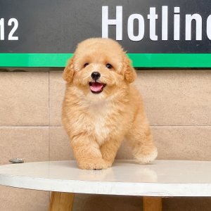 Poodle Toy - Màu Mơ (MS 02)