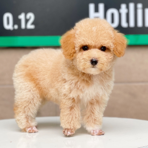 Poodle Toy - Màu Mơ (MS 04)