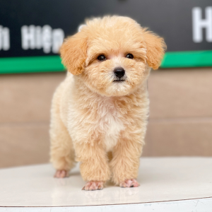 Poodle Toy - Màu Mơ (MS 05)