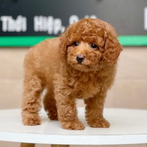 Poodle Toy - Màu Nâu (MS 14)