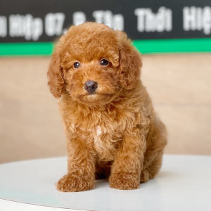 Poodle Toy - Màu Nâu (MS 15)