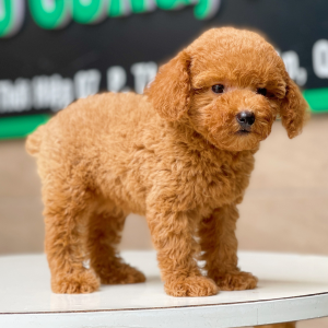 Poodle Toy - Màu Nâu (MS 16)