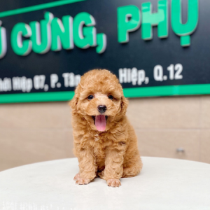 Poodle Toy - Màu Mơ (MS 01)