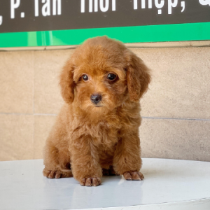 Poodle Toy - Màu Nâu (MS 04)