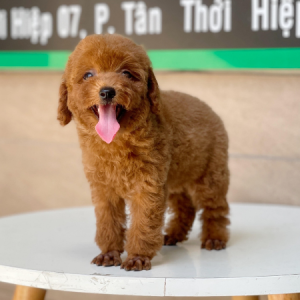 Poodle Toy - Màu Nâu (MS 05)