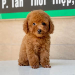Poodle Toy - Màu Nâu (MS 06)