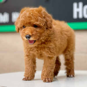 Poodle Toy - Màu Nâu (MS 12)