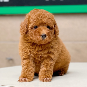Poodle Toy - Màu Nâu (MS 13)