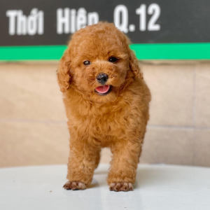 Poodle Toy - Màu Nâu (MS 07)