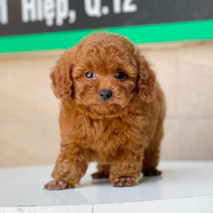 Poodle Toy - Màu Nâu (MS 08)