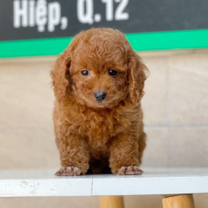 Poodle Toy - Màu Nâu (MS 09)