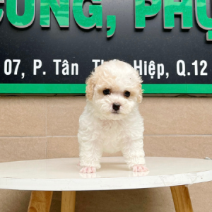 Poodle Tiny - Màu Trắng & Kem (MS 01)