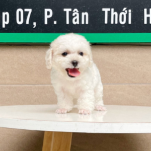 Poodle Tiny - Màu Trắng (MS 01)