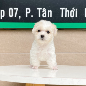 Poodle Tiny - Màu Trắng & Kem (MS 02)