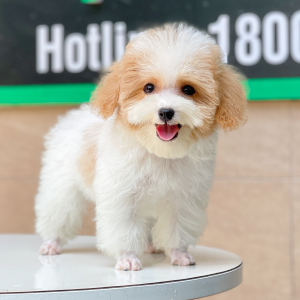 Poodle Tiny - Màu Bò Mơ (MS 02)