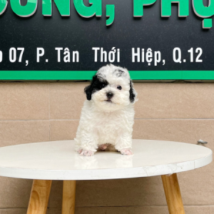 Poodle Tiny - Màu Bò Sữa (MS 02)