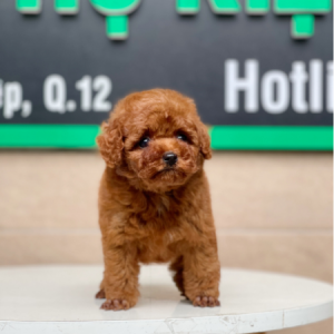 Poodle Tiny - Màu Nâu (MS 02)