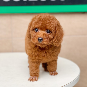 Poodle Tiny - Màu Nâu (MS 03)