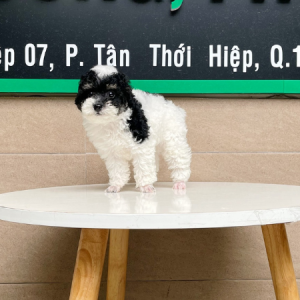 Poodle Toy - Màu Bò Sữa (MS 01)