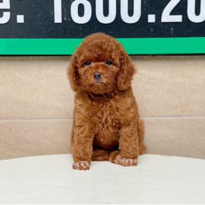 Poodle Toy - Màu Nâu (MS 01)