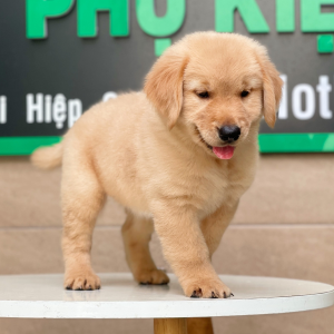 Golden Retriever - Màu Vàng Đậm (MS 02)