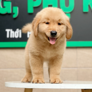 Golden Retriever - Màu Vàng Đậm (MS 03)