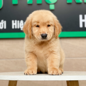 Golden Retriever - Màu Vàng Đậm (MS 04)