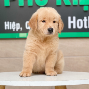 Golden Retriever - Màu Vàng Đậm (MS 05)