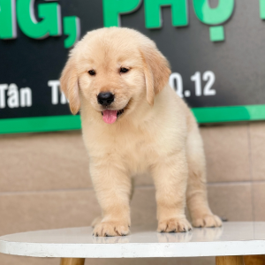 Golden Retriever - Màu Vàng Kem (MS 01)